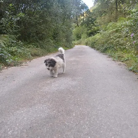 La Vieja Escuela Pensión