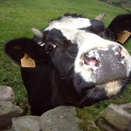 Gæstehus La Vieja Escuela 3*