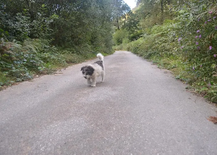 La Vieja Escuela Pensionat